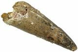 Real Fossil Spinosaurus Tooth - Premax Tooth #311268-1